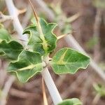 Solanum arundo Лист