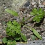 Anthriscus caucalis Costuma