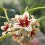 Acropogon mesophilus Flor
