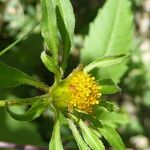 Bidens frondosa 花