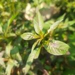 Ludwigia erecta Blatt