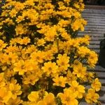 Bidens ferulifolia Virág
