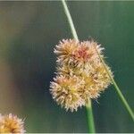 Juncus torreyi Fruto