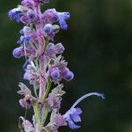 Trichostema lanatum Flor