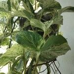 Epipremnum aureum Hoja