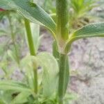 Dianthus barbatus Bark