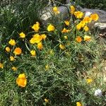 Eschscholzia californicaFlower