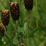 Trifolium spadiceum फूल