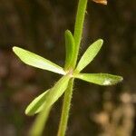 Ranunculus micranthus Levél