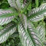 Strobilanthes auriculata Yaprak