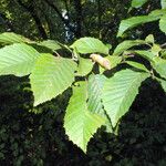 Carpinus betulus Blad