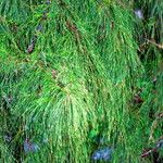 Casuarina equisetifolia Levél