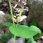 Aristolochia rotunda Leaf