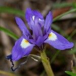 Moraea sisyrinchium Flower