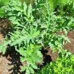 Cynara scolymus Folla