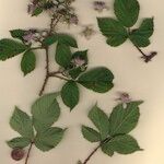 Rubus fuscus Ostatní