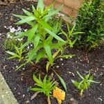 Lilium lancifolium Blad