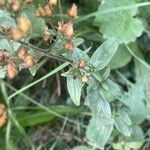 Hypericum hirsutum Ліст