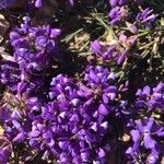 Polygala microphylla Fiore