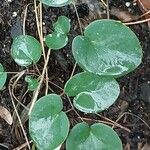 Epimedium × versicolor List