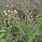 Nidorella aegyptiacaFlower