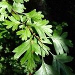 Crataegus azarolus Лист