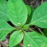 Impatiens parviflora Blatt