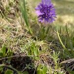 Primula glutinosa Blomst