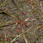 Juncus bulbosus Floare