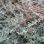 Cotoneaster franchetii Hábito