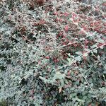 Cotoneaster franchetii موطن