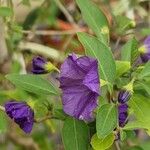 Lycianthes rantonnetii Fula
