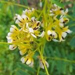 Senna hebecarpa Flor