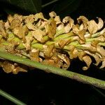 Calathea guzmanioides Fruit