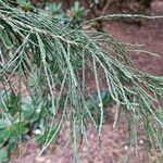 Sequoiadendron giganteumLeaf