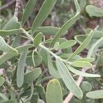 Salvadora australis Leaf