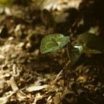 Asarum virginicum Habitus