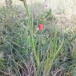 Lathyrus sphaericus Floro