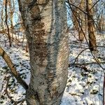 Betula lenta Azala