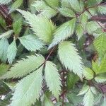 Astilbe japonica Hostoa