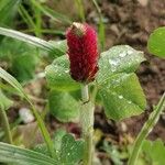 Trifolium incarnatum Floare