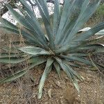 Agave palmeri Агульны выгляд