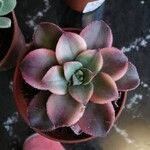 Aeonium decorum Folha