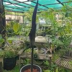 Amorphophallus konjac ᱛᱟᱦᱮᱸ