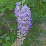 Wisteria frutescensBloem
