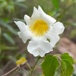 Amphilophium cynanchoides फूल