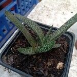 Gasteria obliqua Leaf