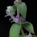 Stachys rigida Habitat