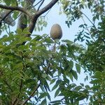 Swietenia mahagoni Плод