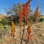 . Aloe nderiana Wabuyele & L.E.Newton.花